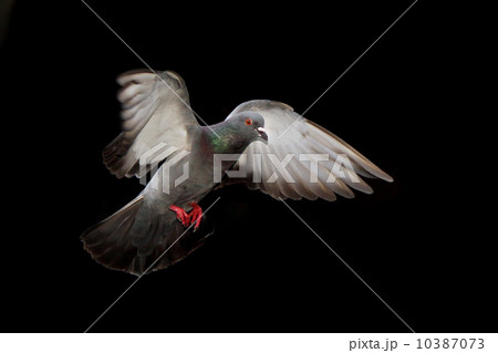 Flying pigeon isolated on black background Flying pigeon isolated on black background 10387073