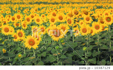 Sunflower in the field Sunflower in the field 10387129