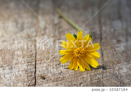 wedelia trilobata on tree bark 10387164