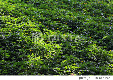 Green grass as background Green grass as background 10387192