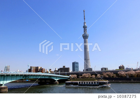 隅田川の桜 10387275