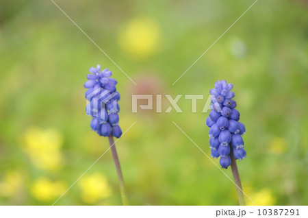 ムスカリ 10387291