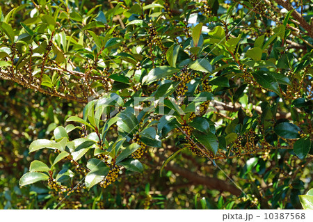 樹木・ヒサカキ　ツバキ科 10387568