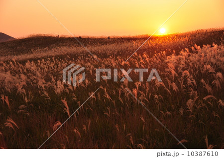 夕焼けススキ 10387610
