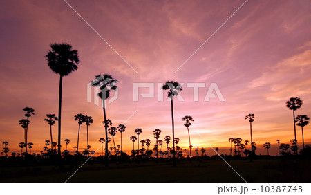 silhouette of palm tree 10387743