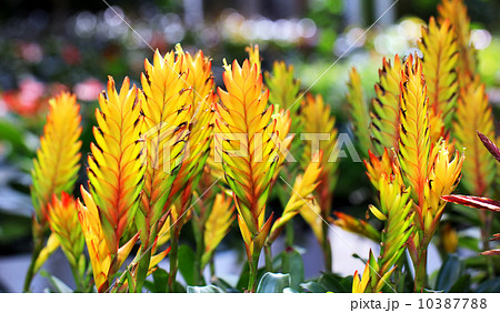 bromeliad or vriesea splendens bromeliad or vriesea splendens 10387788