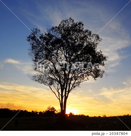 silhouette of lonely tree at sunset 10387804