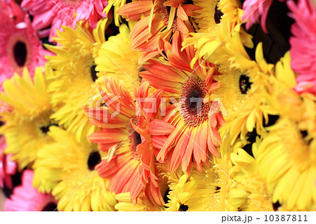 Beautiful gerbera or Barberton daisy Beautiful gerbera or Barberton daisy 10387811