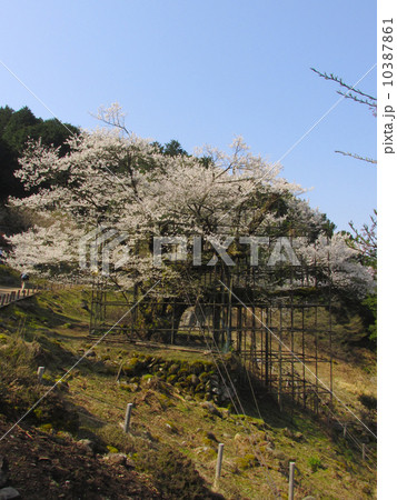 樽見の大桜　仙桜「国定天然記念物」 10387861