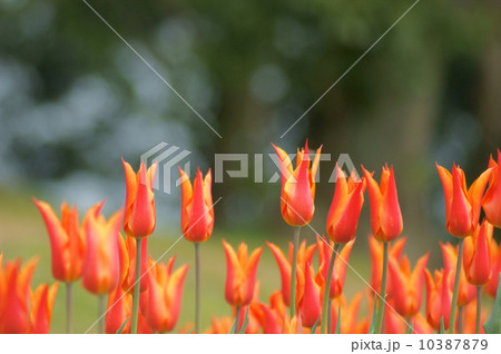 チューリップ・バレリーナ チューリップ・バレリーナ 10387879