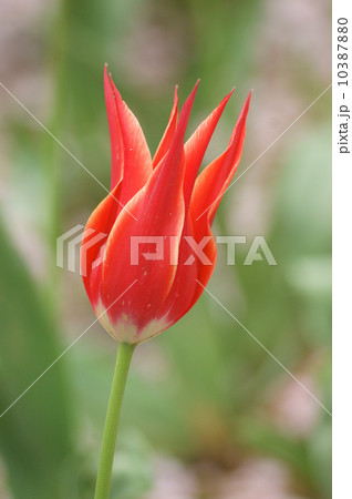 チューリップ・アラジン チューリップ・アラジン 10387880