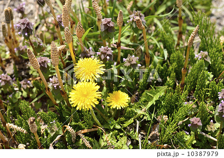 つくしとタンポポ つくしとタンポポ 10387979