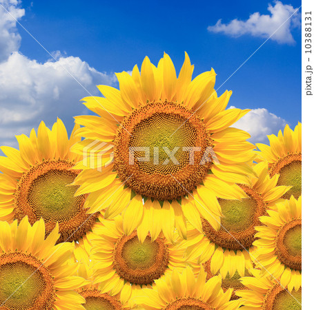 Beautiful sunflowers isolated naturally on blue sky. Beautiful sunflowers isolated naturally on blue sky. 10388131