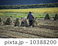 稲刈り 10388200