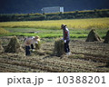 稲刈り 10388201