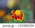 マリーゴールド 10388204