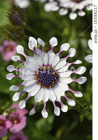 オステオスペルマム（アフリカンデージー） 10388217