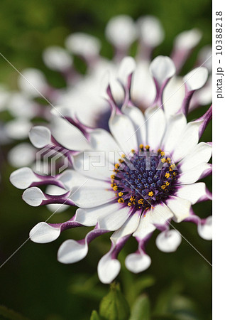 オステオスペルマム（アフリカンデージー） 10388218