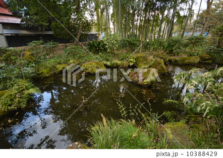 国分寺の春 東京 国分寺の春 東京 10388429