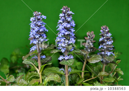 セイヨウジュウニヒトエ 10388563