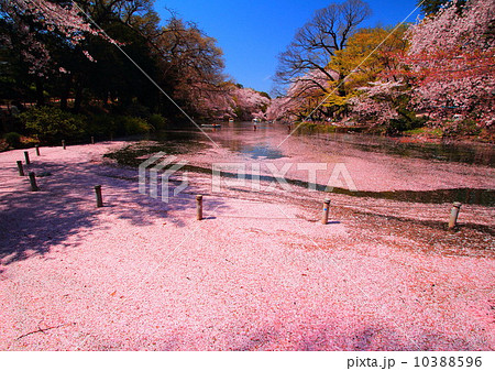 井の頭公園池に散る桜の花びらの写真素材