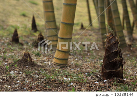 自然 植物 竹林と筍 自然 植物 竹林と筍 10389144