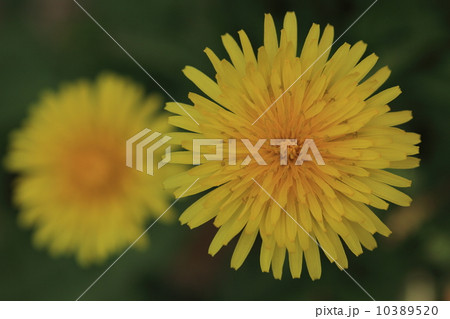 自然　植物　カントウタンポポの花① 10389520