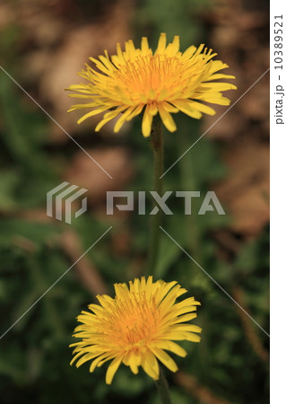 自然 植物 カントウタンポポの花② 自然 植物 カントウタンポポの花② 10389521