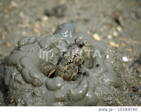 ミナミトビハゼ 10389590