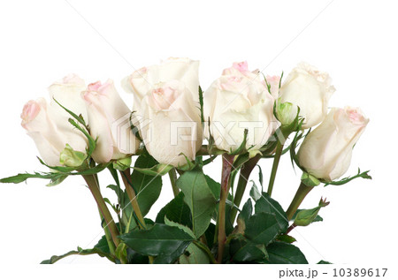 rose 10389617