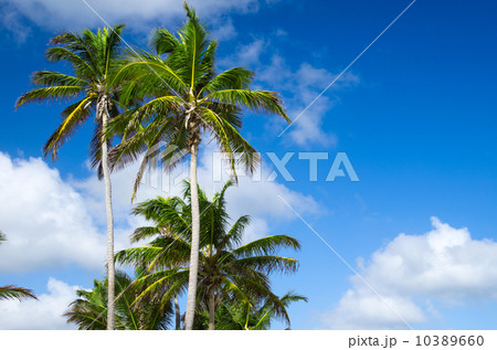 Palm tree Palm tree 10389660