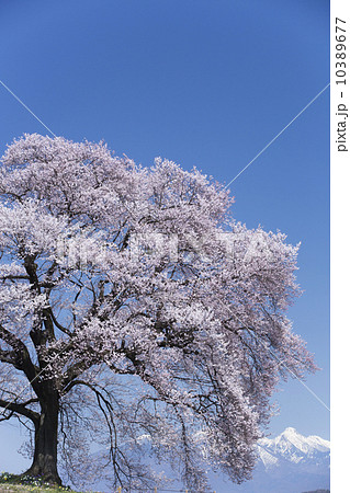 わに塚の桜 10389677