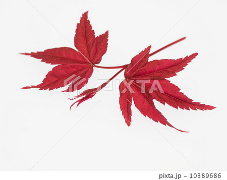 野村紅葉の新葉 野村紅葉の新葉 10389686