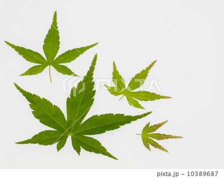 萌黄色のモミジ葉 10389687