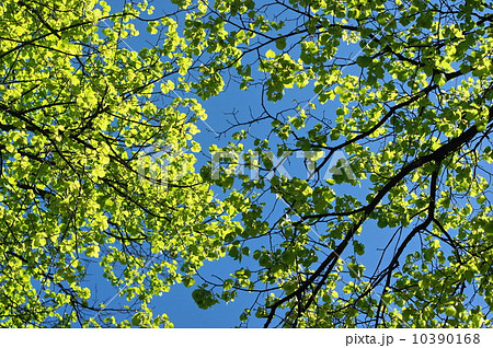Green leaf 10390168