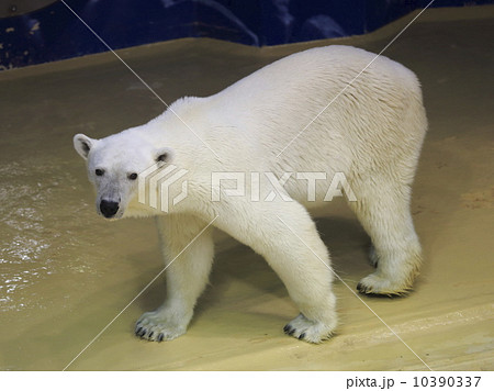 ホッキョクグマ 10390337