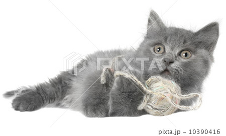 Small kitten playing with a ball of yarn Small kitten playing with a ball of yarn 10390416