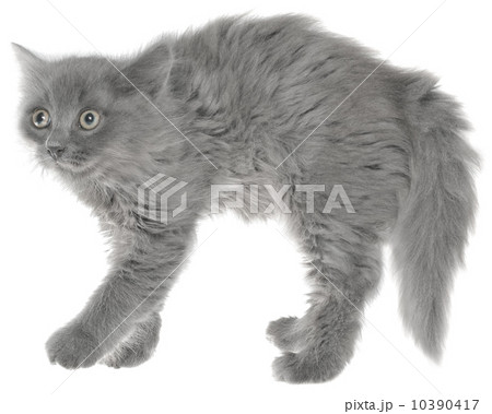 Frightened gray kitten Frightened gray kitten 10390417