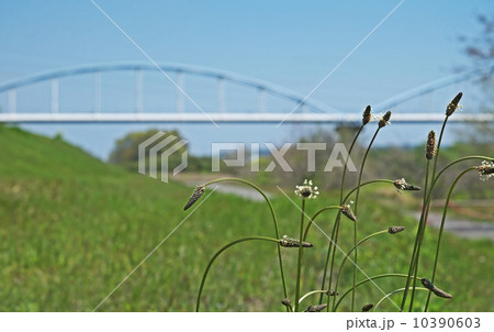 ヘラオオバコ 10390603