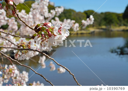 浜離宮恩賜庭園・潮入の池(大泉水)と桜 浜離宮恩賜庭園・潮入の池(大泉水)と桜 10390769