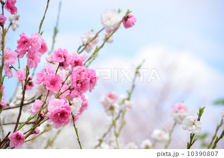 源平花桃 10390807