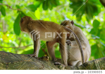 monkey 10390935
