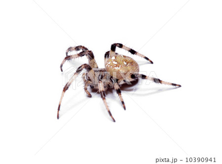 spider 10390941
