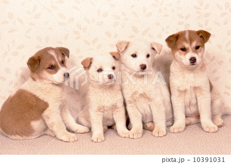 MIXの子犬 MIXの子犬 10391031