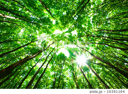 green forest 10391164