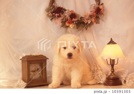グレートピレニーズの子犬 10391303
