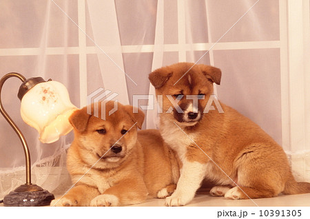 柴犬の子犬 10391305