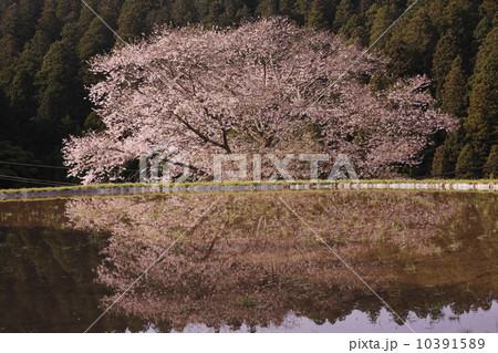 桜 10391589