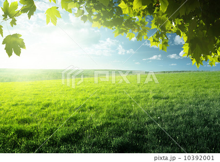 field of spring grass and forest 10392001