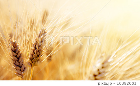 Wheat field 10392003